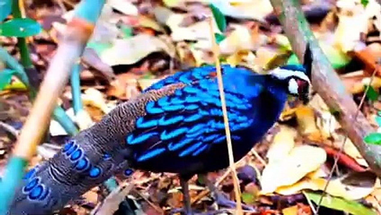 পৃথিবীর সবথেকে সুন্দর ১০টি পাখি - Pheasants - Top 10 Most Stunningly Beautiful Birds in the World