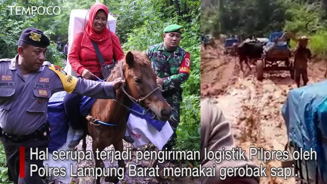 Distribusi Logistik Pemilu Pakai Kuda dan Sapi