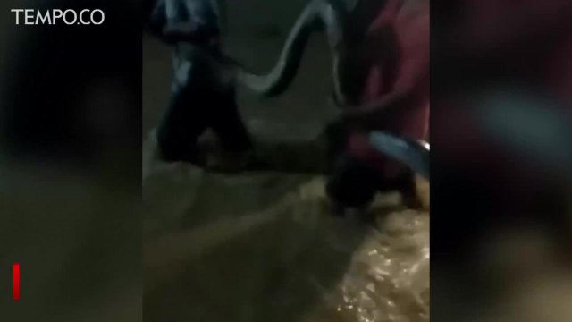Ular Sanca Lepas Saat Banjir Hantui Warga Bogor dan Bekasi