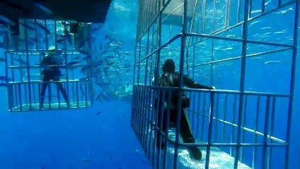 Great White Shark attacking bait