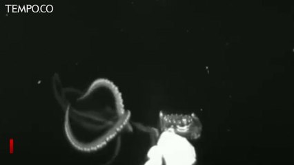 NOAA Rekam Keberadaan Cumi-cumi Raksasa Kraken di Lautan Dalam