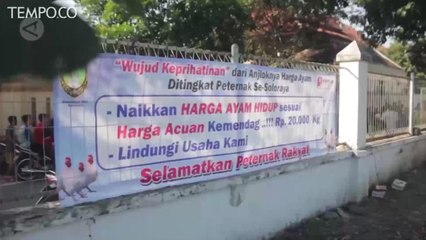 Harga Jatuh, Ayam Potong Dibagikan Gratis pada Warga
