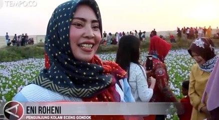 Eceng Gondok Berbunga Jadi Spot Berswafoto