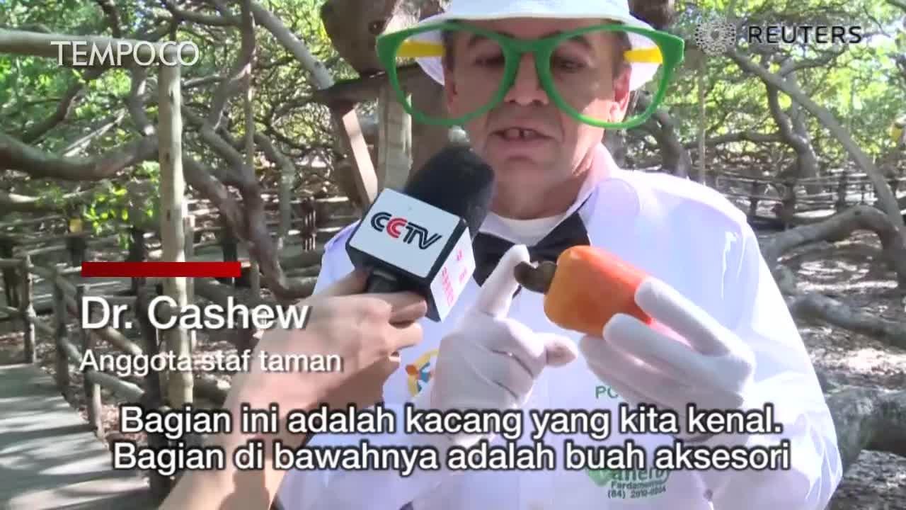 Pohon Mete Terbesar di Dunia Ini Berumur 140 Tahun