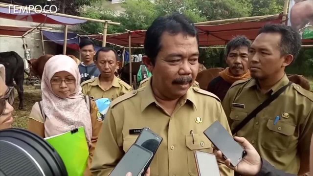 Melihat Sapi Jokowi untuk Idul Adha, Berbobot 1,2 Ton