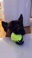 Dog hilariously lets owner know that he's ready for playtime