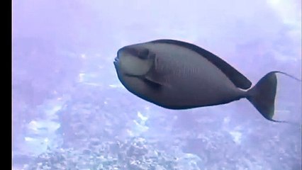 강남지중해가라오케 ↖김사랑Ø1Øn2393v1922 강남역 역삼동 은총의빛으로 때로는쉬어가세요