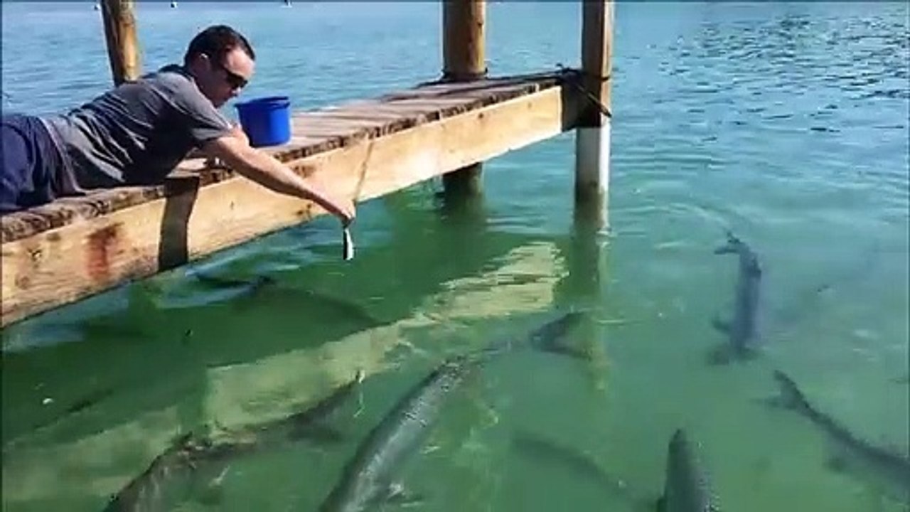 Il nourrit des énormes poissons tarpon à la main. Dangereux