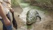 Il fait sortir un énorme crocodile de l'eau pour le nourrir : animal de plus d'une tonne