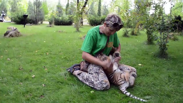 Moment calin entre une dresseuse et 2 tigrons