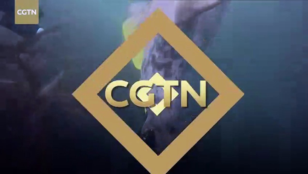 Friendly seal gets playful with diver