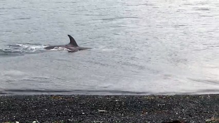 Orcas Come in Close to the Coast