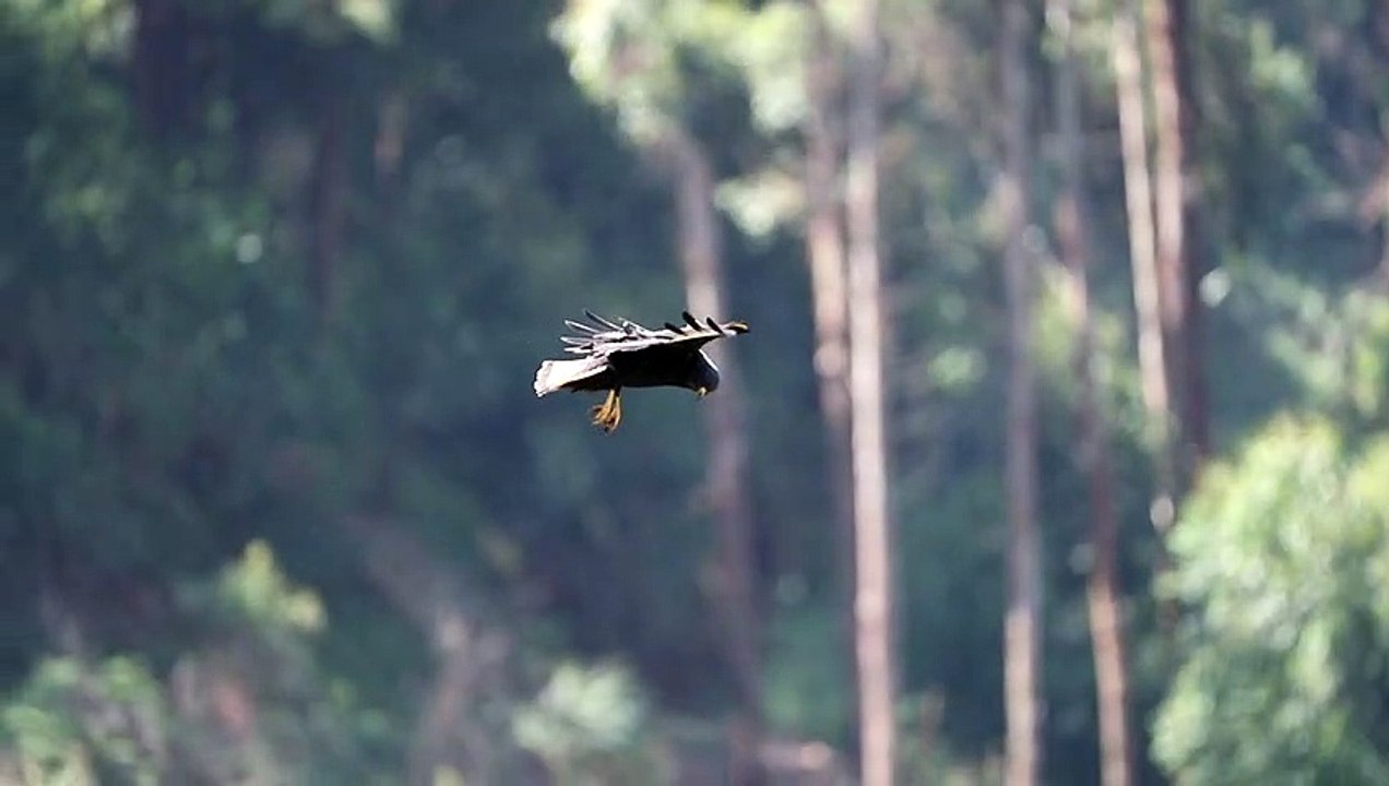 Hawk Appears to Hover During Hunt