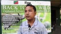 Inde : un bébé rhinocéros sauvé des inondations