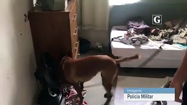 Cadela encontra maconha, em Colatina
