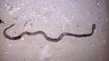 Yüksekova'da mahallede yılan paniği