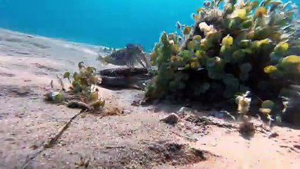 Couple of Cranky Cuttlefish