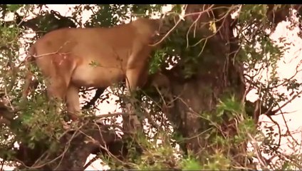 Lions Failed to Control Prey, Buffalo