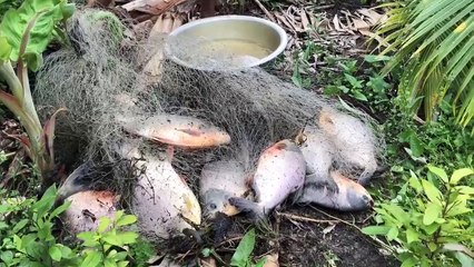 Săn bắt cá hổ khủng có hàm răng sắt bén nhất hành tinh