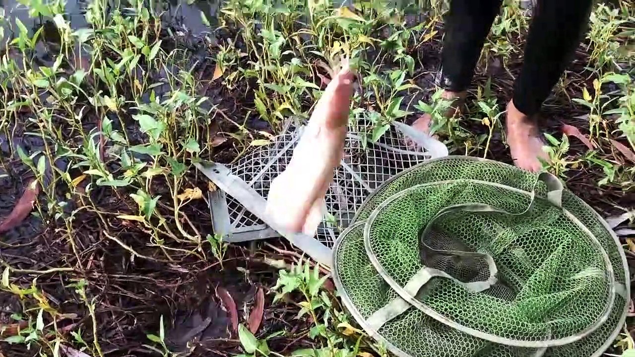 Bẫy lươn khủng thế thì con nào chạy thoát được