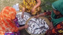 300 Labeo Bata Fish Curry Cooking For 300  Village People By 15 Women - Fish Fest