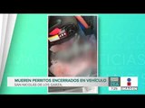 Mueren perritos por insolación, ¡estaban encerrados en un auto! | Noticias con Francisco Zea