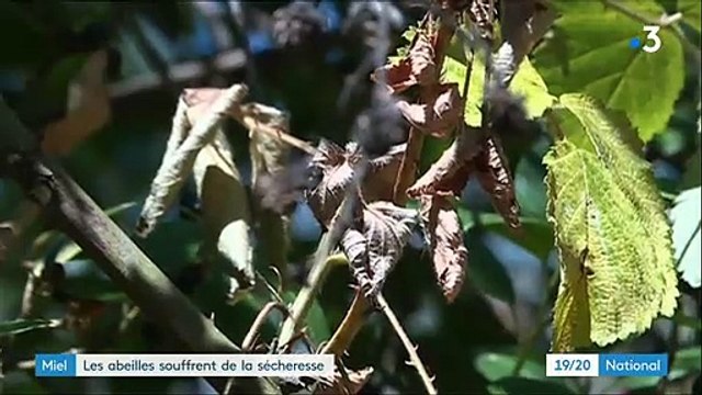 Les abeilles touchées elles aussi par la sécheresse et la canicule - Les apiculteurs s’attendent à une récolte moins importante cette saison