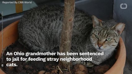 Ohio Grandmother Sentenced To Hard Time For Feeding Abandoned Cats
