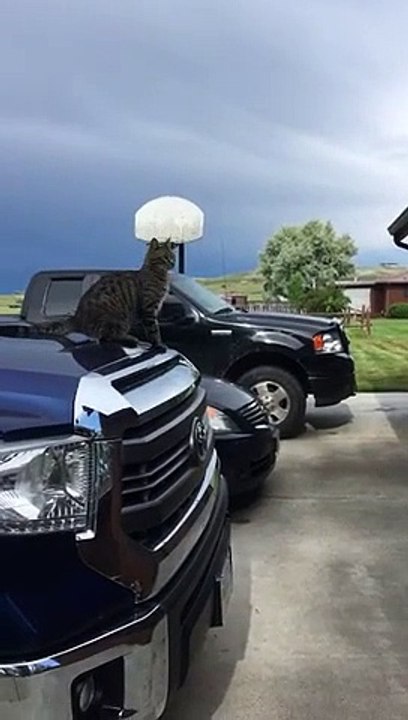 Fail ! Ce chat tente de sauter de la voiture au toit de la maison !