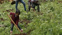 Record dall'Etiopia: piantati oltre 350 milioni di alberi contro la deforestazione