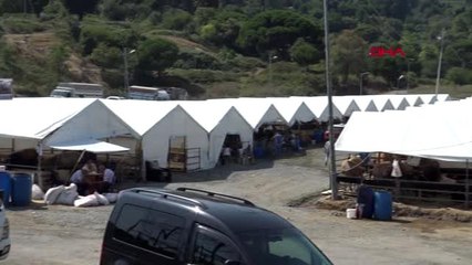 İSTANBUL'DA ANADOLU'DAN GETİRİLEN KURBANLIKLAR İÇİN ARALIKSIZ DENETİM