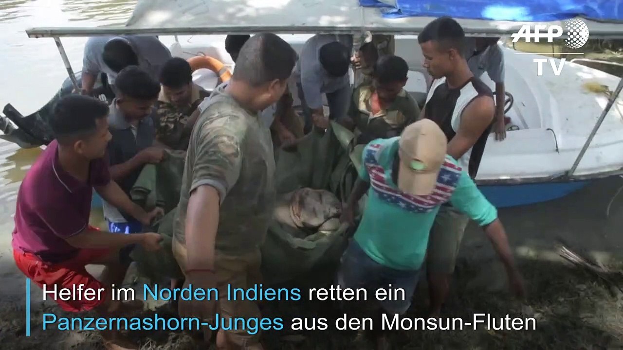 Nashorn-Baby aus Monsun-Fluten gerettet