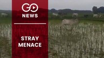 Stray Cattle Damaging UP Farmers’ Crops
