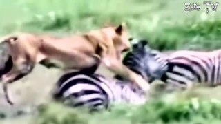 Hunter Becomes The Hunted - Mother Zebra Too Brave Save Her Newborn From Lions