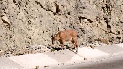 Gümüşhane'de yaban keçisi artıyor