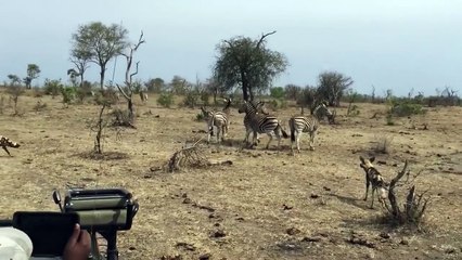 Zebra Make The Wild Dogs To Be Terrified