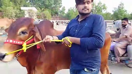 Bhai Bool ni Sakta laykin ISKI MUSARAHAT NE SUB BAYAN KIYA LOVE FROM Bakra Mandi Pakistan