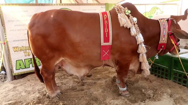 COW MANDI SOHRAB GOTH 2019 KARACHI - AFRIDI Cattle Farm - VIP TENTS - Episode – 11 in URDU HINDI