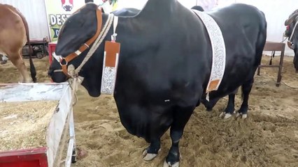 Download Video: DESTINY CATTLE FARM - COW MANDI SOHRAB GOTH 2019 KARACHI - VIP Tents - Episode 17