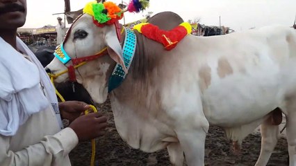 JUGTAIN MARNE SE MAAL SASTA HO JATA HA - - Bakra Eid Mandi 2019 Pakistan