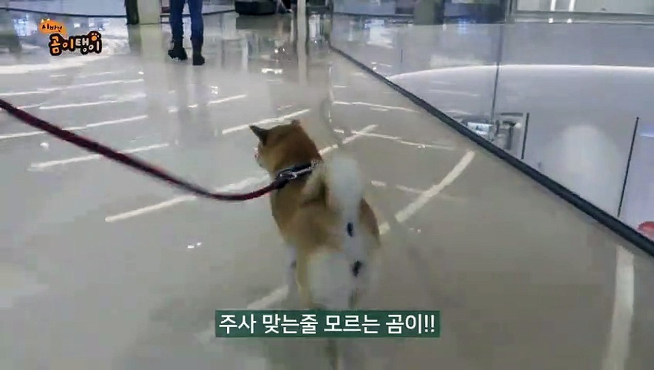 속초출장안마 ☎{Ø1Øm7307v5207}♥{ 카톡SBS88 }【예v약ヌ금nO!】속초출장안마 속초출장마사지 -황제 속초오피 속초출장전문업소 속초출장안마 =속초콜걸