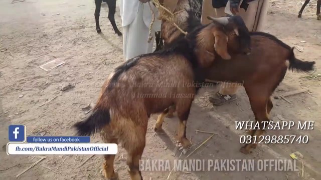 SUNAIN KIYA KEHTA HAI ! Mandi K Baher Ki Surat E Haal - Episode 14 - Maal Kahan Say Khareedain -