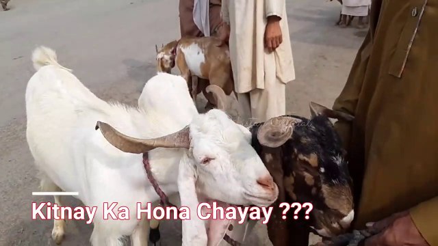 SUBHO KA RATE - Rajanpuri Goat - Makhi Cheena Goat - Bakra Mandi (2018) June - Ramzan Special