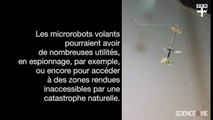 Un robot insecte inaugure le vol autonome