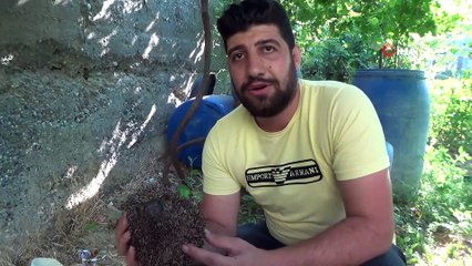 Köylüler kirpiyi kaçak avcıların elinden kurtardı