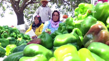 Gaziantep’te dolmalık biber hasadı havadan görüntülendi