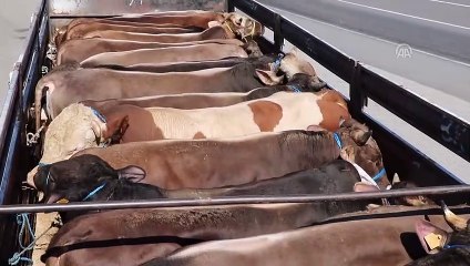 Kurbanlık sevkiyatı denetimi - YOZGAT