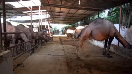 Aydın'dan deve sütü ihracatı için proje