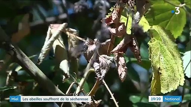 Les abeilles touchées elles aussi par la sécheresse et la canicule - Les apiculteurs s’attendent à une récolte moins importante cette saison
