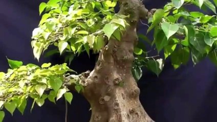 원주출장안마 -후불100%ョO7OW7333W9649｛카톡LGT010｝ 원주전지역출장안마 원주오피걸 원주출장마사지 원주안마 원주출장마사지 원주콜걸샵♪⇔∃